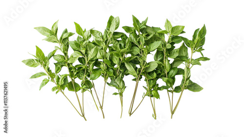 Wallpaper Mural A Fresh Bunch of Basil Leaves Perfectly Arranged for Culinary Use or Gardening Inspiration. Torontodigital.ca