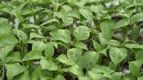 Wallpaper Mural Close-up view of young plants growing in a greenhouse nursery. The vibrant green seedlings are arranged in neat rows, illuminated by soft natural light filtering through the structure. The setting cap Torontodigital.ca