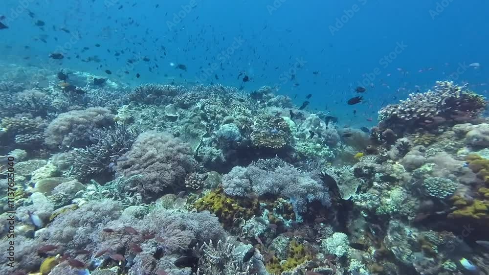 Coral reef underwater. View of coral reef, schools of tropical fish in clear sea water. Coral reef underwater. View of coral reef, schools of tropical fish in clear sea water.