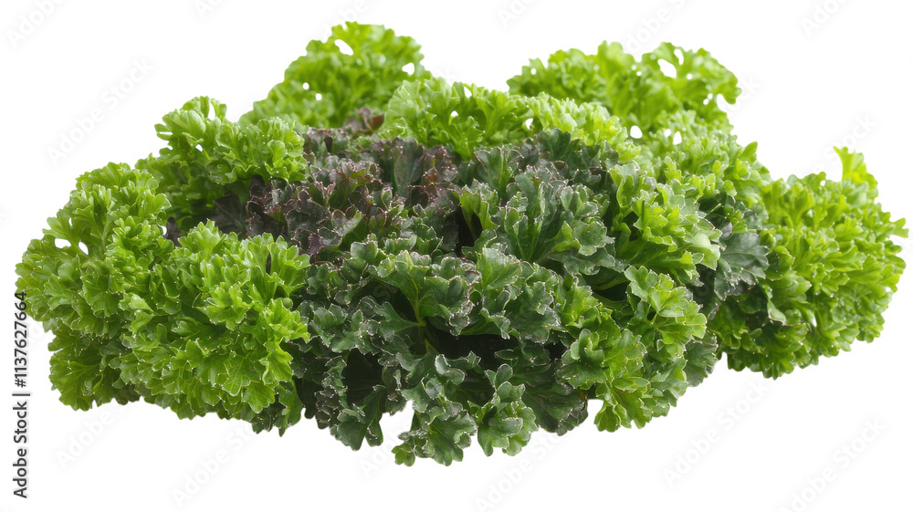 A Bunch of Fresh Curly Parsley Leaves Perfect for Culinary Use and Garnishing Dishes, Rich in Flavor and Nutrients. A Bunch of Fresh Curly Parsley Leaves Perfect for Culinary Use and Garnishing Dishes, Rich in Flavor and Nutrients.