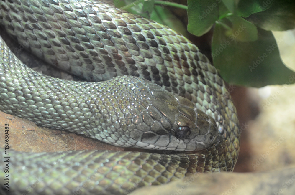 Fototapeta premium アオダイショウ