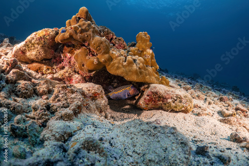 Beautiful spotted boxfish swim with coral reef underwater photography marine biology ecosytem in deep dive blue sea water landscape background in scuba diving activity