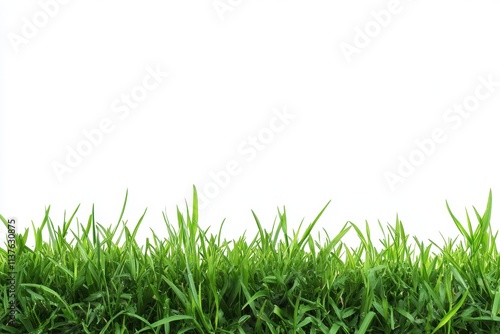 Lush Green Grass Blades Against a White Background