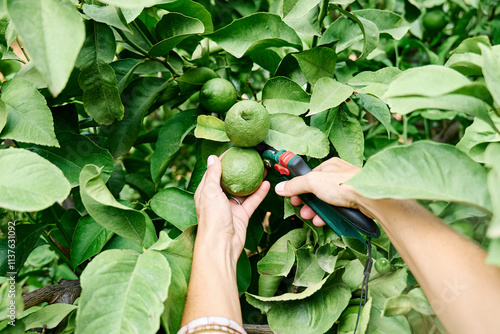 Hands of woman cutting green lime fruits with scissors in garden photo