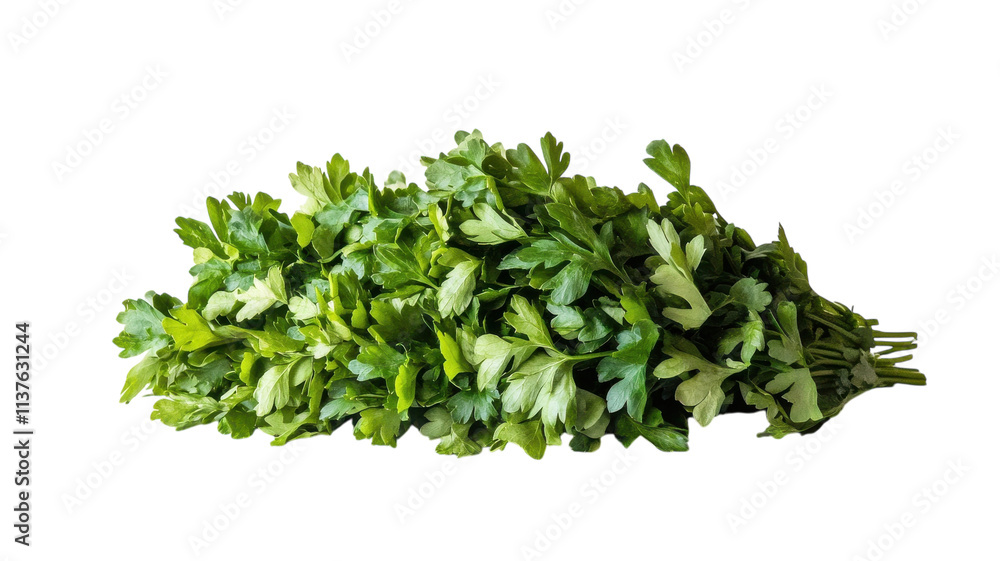 Fresh Bunch of Parsley Displaying Lush Green Leaves Ideal for Culinary Uses and Healthy Cooking Inspiration. Fresh Bunch of Parsley Displaying Lush Green Leaves Ideal for Culinary Uses and Healthy Cooking Inspiration.