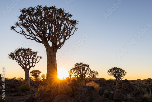 Africa, Namibia, Keetmanshoop, Quiver Tree Forest at sunrise