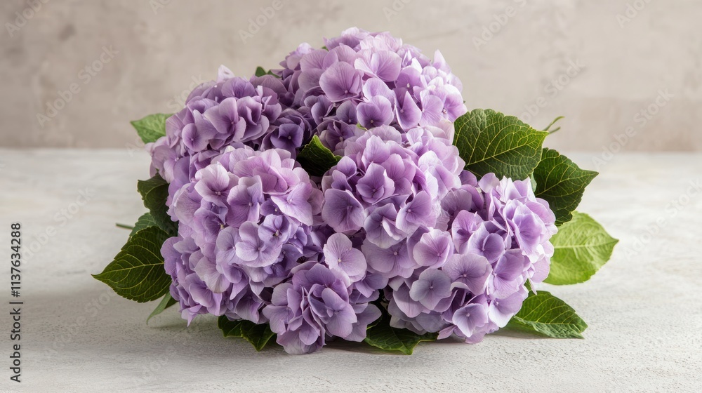 Close-up of a bouquet of light purple hydrangeas with green leaves on a light gray background. Close-up of a bouquet of light purple hydrangeas with green leaves on a light gray background.