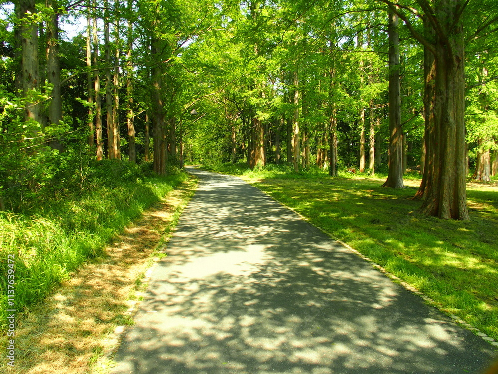 Fototapeta premium 新緑の春の水元公園のメタセコイア林風景
