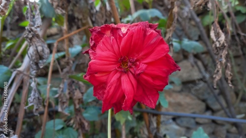 The Beautiful Dahlia Pinnata flowers