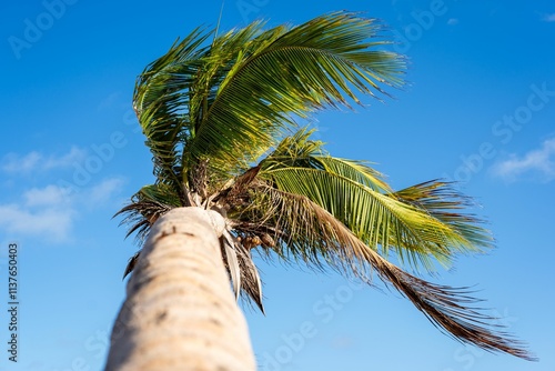 Palm tree swaying under a clear blue sky.