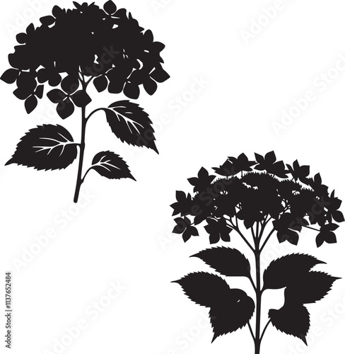 hydrangea paniculata  Shrub silhouette - natural shrub - Garden Decor plant - vector of hydrangea paniculata, shrub - Environmental Icon 