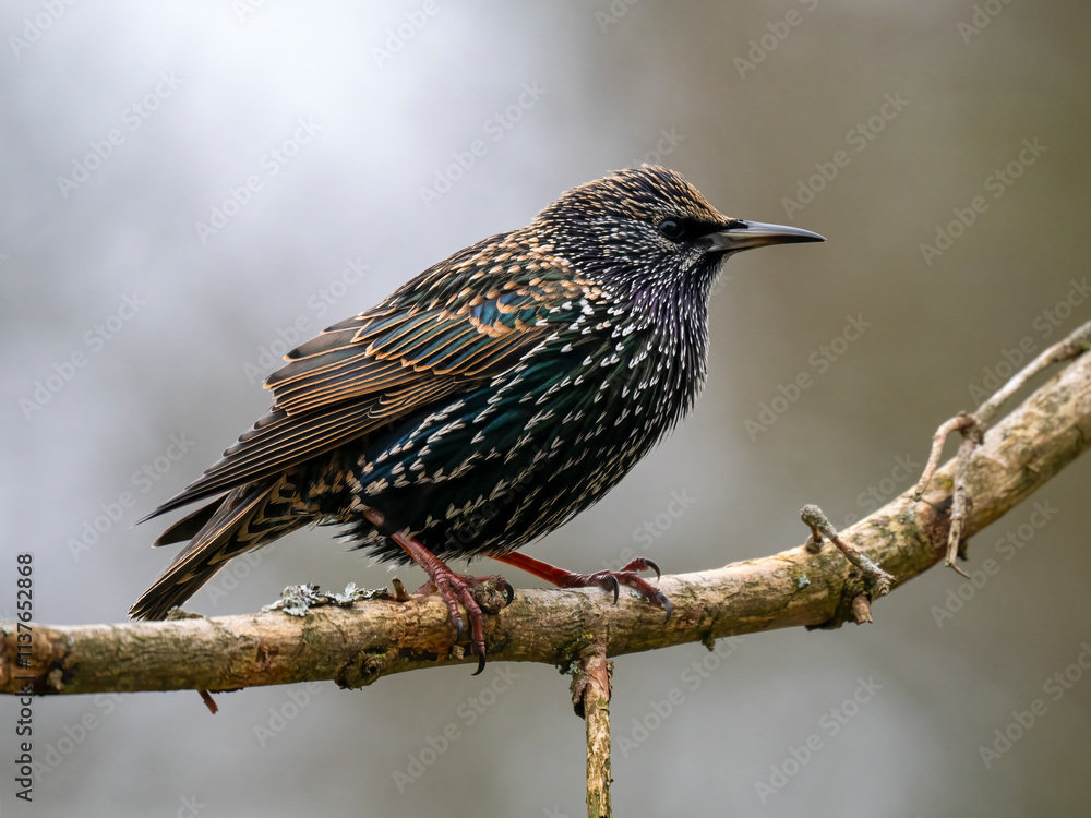 Star (Sturnus vulgaris) Star (Sturnus vulgaris)