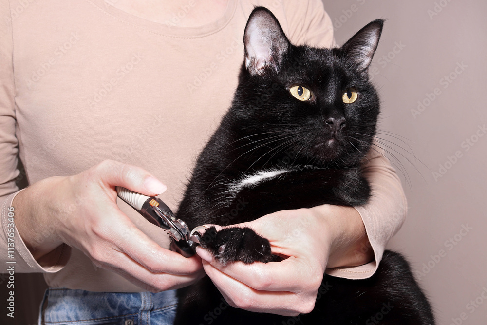 Obraz premium Owner grooming black cat’s claws by a professional pet clippers. Cat claws trimming