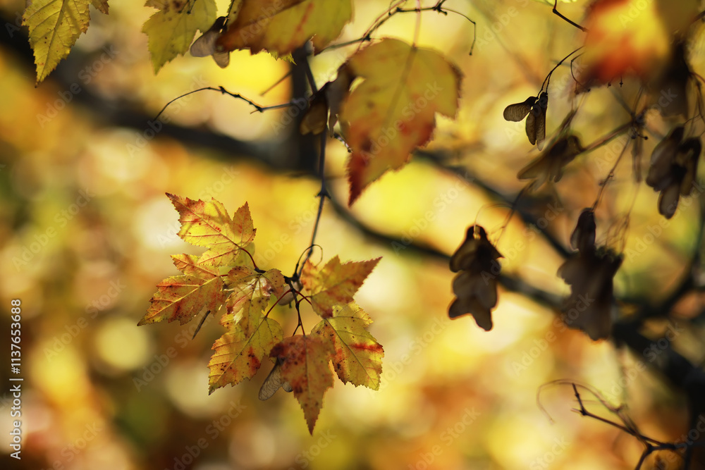 Sunlit Autumn Leaves on Tree Branches with Soft Focus Background Sunlit Autumn Leaves on Tree Branches with Soft Focus Background