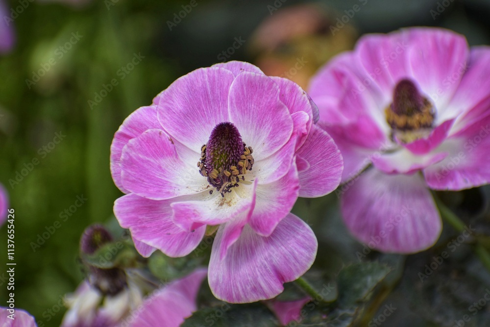 Beautiful pink flowers bloom in a vibrant garden during springtime, showcasing their delicate petals and rich colors. Beautiful pink flowers bloom in a vibrant garden during springtime, showcasing their delicate petals and rich colors.
