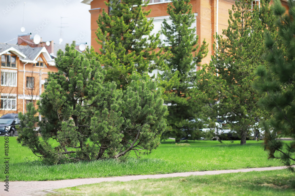 Fototapeta premium Modern Urban Green Space with Pine Trees and Red Brick Buildings in Residential Area