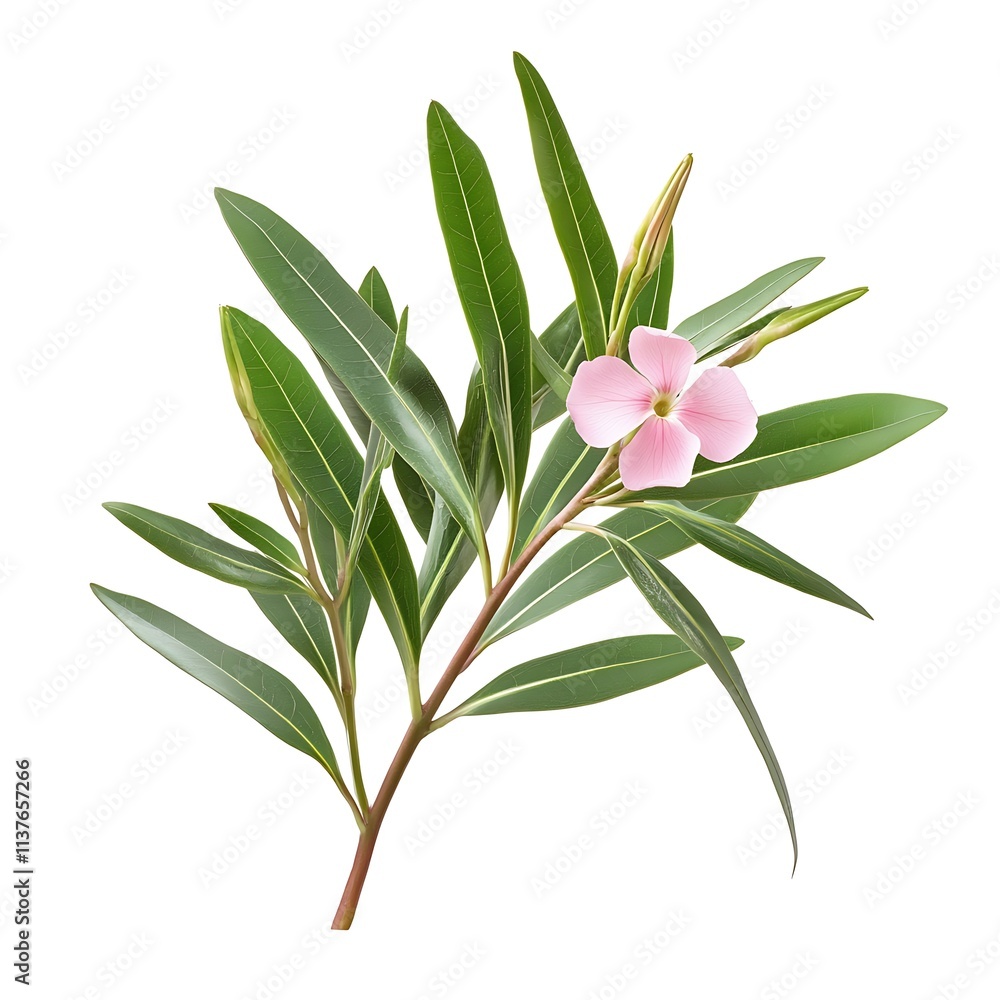 Oleander, Nerium in spring isolated on white, clipping path
Oleander, Nerium in spring isolated on white, clipping path