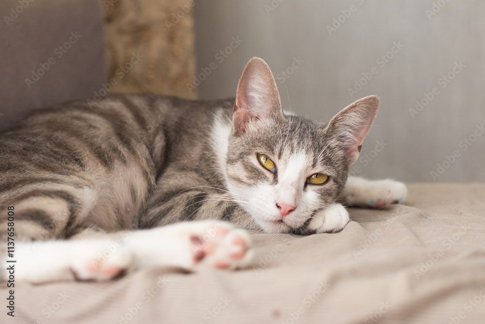 Cute tabby cat resting at home Cute tabby cat resting at home