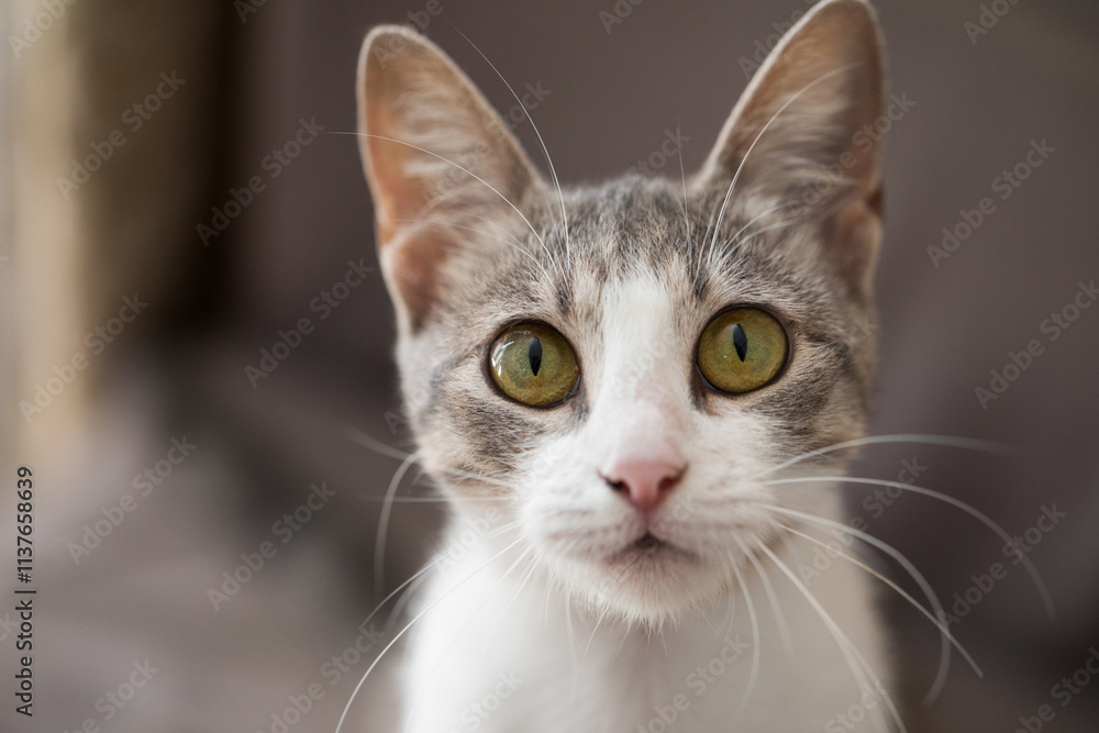 Cheerful young tabby cat, indoor portrait Cheerful young tabby cat, indoor portrait