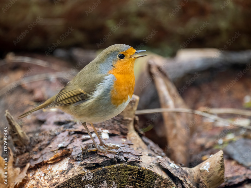Rotkehlchen (Erithacus rubecula) Rotkehlchen (Erithacus rubecula)