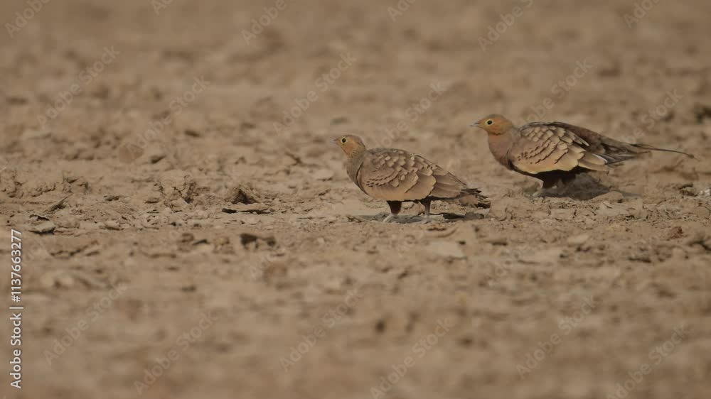 Chestnut-bellied sandgrouse feeding in Desert Chestnut-bellied sandgrouse feeding in Desert