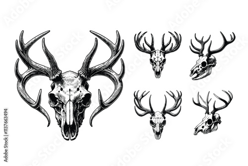 Schomburgk's deer head  skull vector handdrawn style