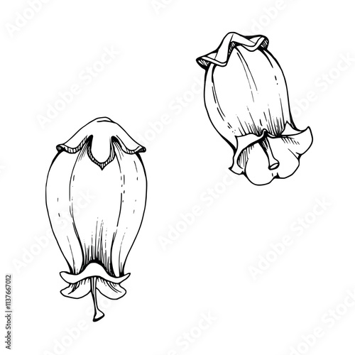 Blueberry heather white and line bell flower bud, inflorescence wildflower botanical illustration hand drawn in ink vector. Isolated single element set. Scrapbooking, wedding, florist shop, decoupage