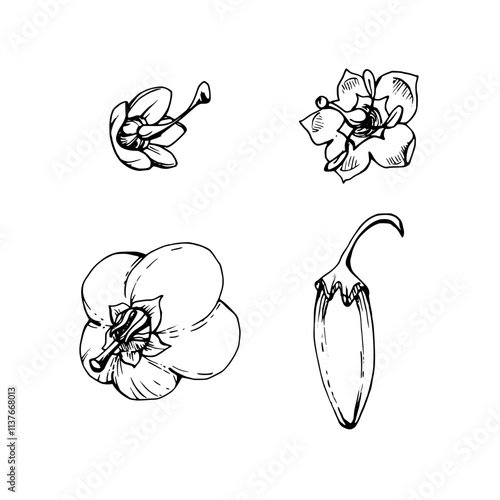 Blueberry heather white and line bell flower bud, hand drawn in ink vector, inflorescence wildflower botanical illustration. Isolated single element set. Scrapbooking, wedding, florist shop, decoupage