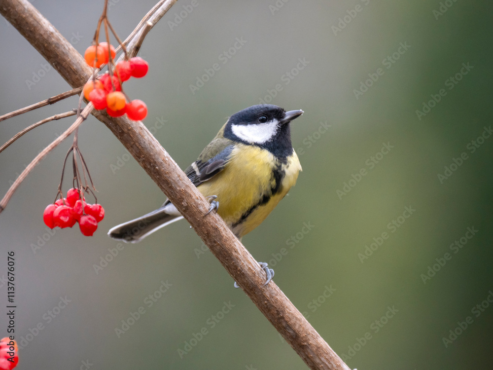 Obraz premium Kohlmeise (Parus major)