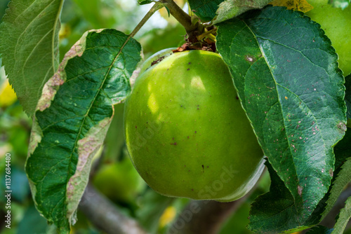 A green Apply at tree in close up view before harvest phase photo