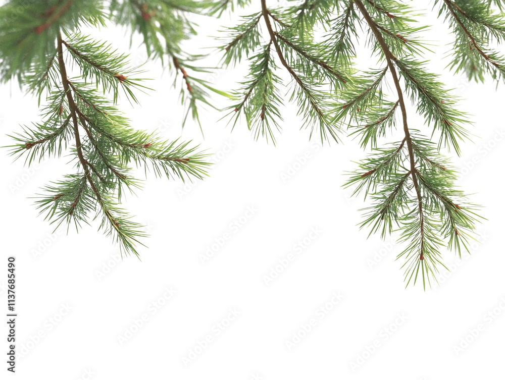 Obraz premium Pine tree branches frame the top edge of the image providing natural green border with ample copy space below on transparent background.