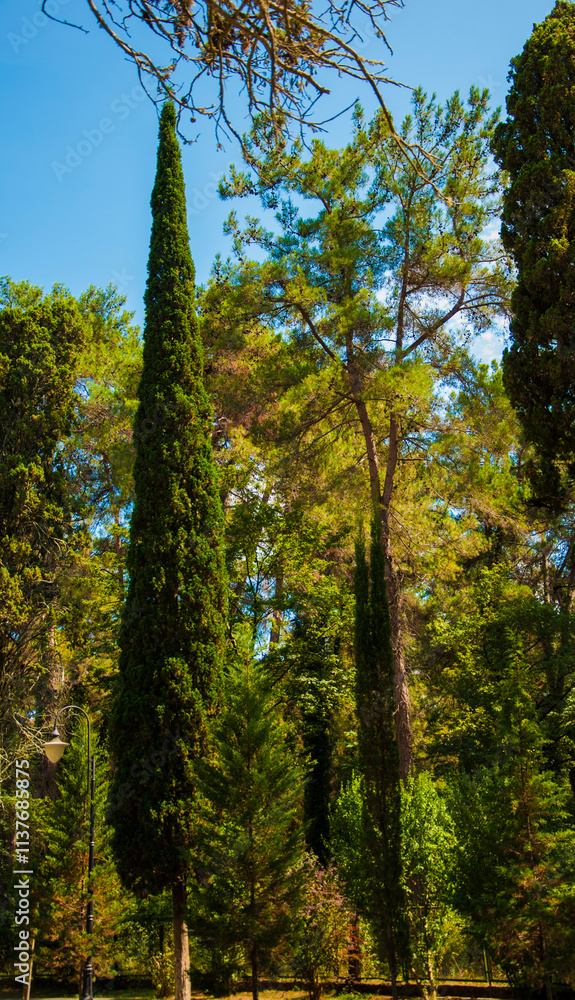 A cypress tree against the blue sky. A cypress tree against the blue sky.