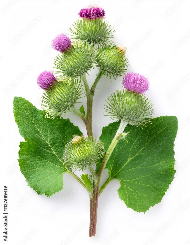 Burdock - arctium lappa - plant with green leaves and purple flowers, isolated on a white background, representing herbal medicine and natural remedies Burdock - arctium lappa - plant with green leaves and purple flowers, isolated on a white background, representing herbal medicine and natural remedies
