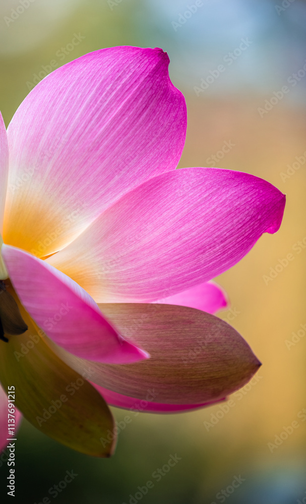 Vacratot, Hungary - Beautiful pink Sacred Lotus, Indian Lotus (Nelumbo Nucifera) or simply Water Lily is one of two extant species of aquatic plant in the family Nelumbonaceae. Blurry background