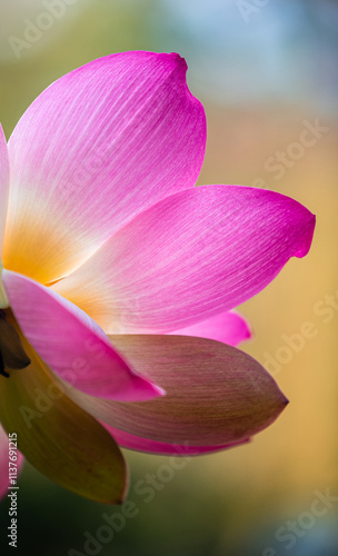 Obraz na płótnie Vacratot, Hungary - Beautiful pink Sacred Lotus, Indian Lotus (Nelumbo Nucifera) or simply Water Lily is one of two extant species of aquatic plant in the family Nelumbonaceae. Blurry background w salonie