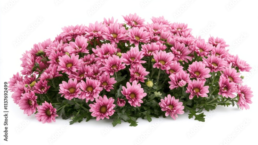 Fototapeta premium Stunning Pink Chrysanthemum Bouquet: Celebration of Nature's Beauty