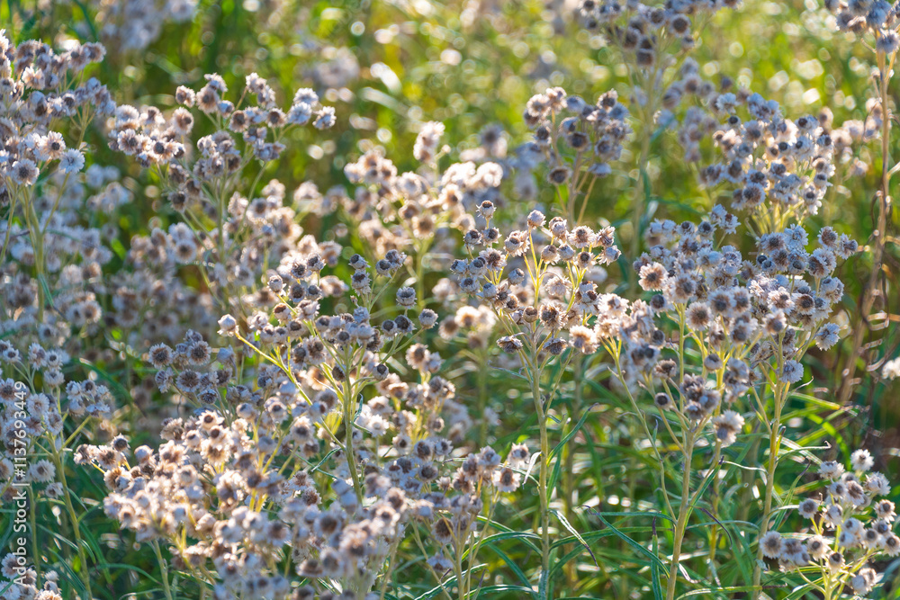 Beautiful flowers Anaphalis margaritacea. western pearly everlasting, pearly everlasting. Beautiful flowers Anaphalis margaritacea. western pearly everlasting, pearly everlasting.