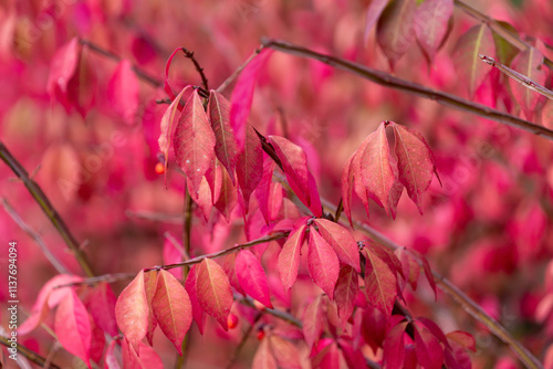 Pink autumn leaves of Euonymus alatus. burning bush, winged euonymus, winged spindle, winged spindle-tree. Autumn background. photo