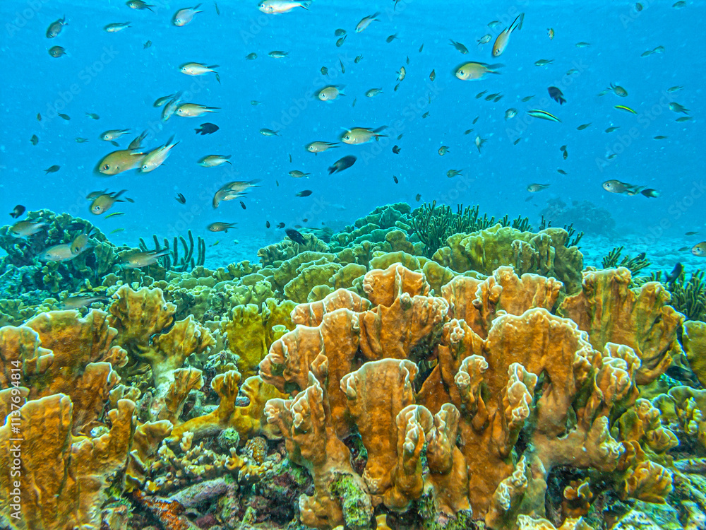 Obraz premium Caribbean coral garden, underwater Bonaire