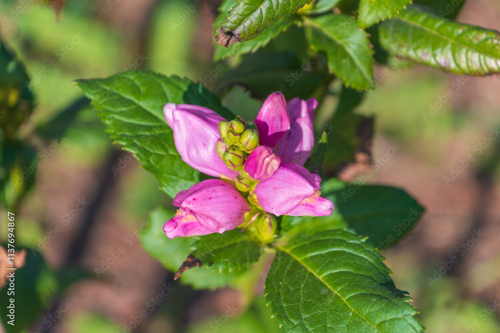 Pink flowers of Chelone obliqua. the red turtlehead, rose turtlehead, pink turtlehead. Pink flowers of Chelone obliqua. the red turtlehead, rose turtlehead, pink turtlehead.