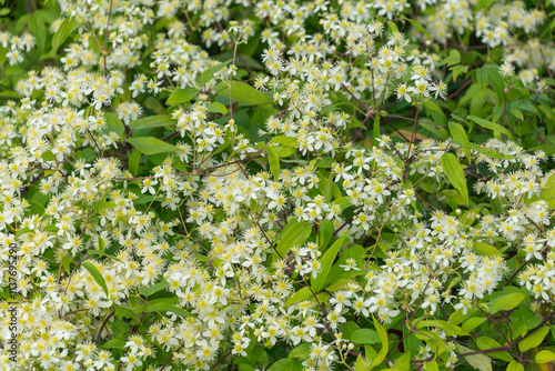 White flowers of Clematis virginiana. devil's darning needles, devil's hair, love vine, traveler's joy, virgin's bower, Virginia virgin's bower, wild hops photo