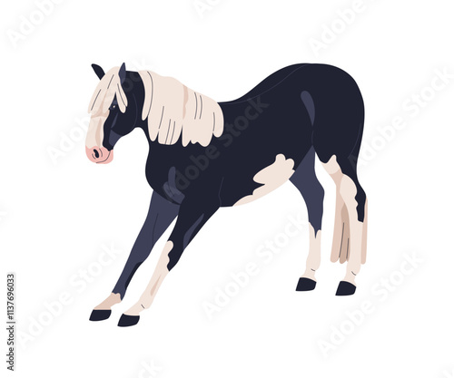 Pinto horse exercising. Stallion stretching legs in standing pose. Equine animal performing command, action. Thoroughbred, steed with patchy coat. Flat vector illustration isolated on white background