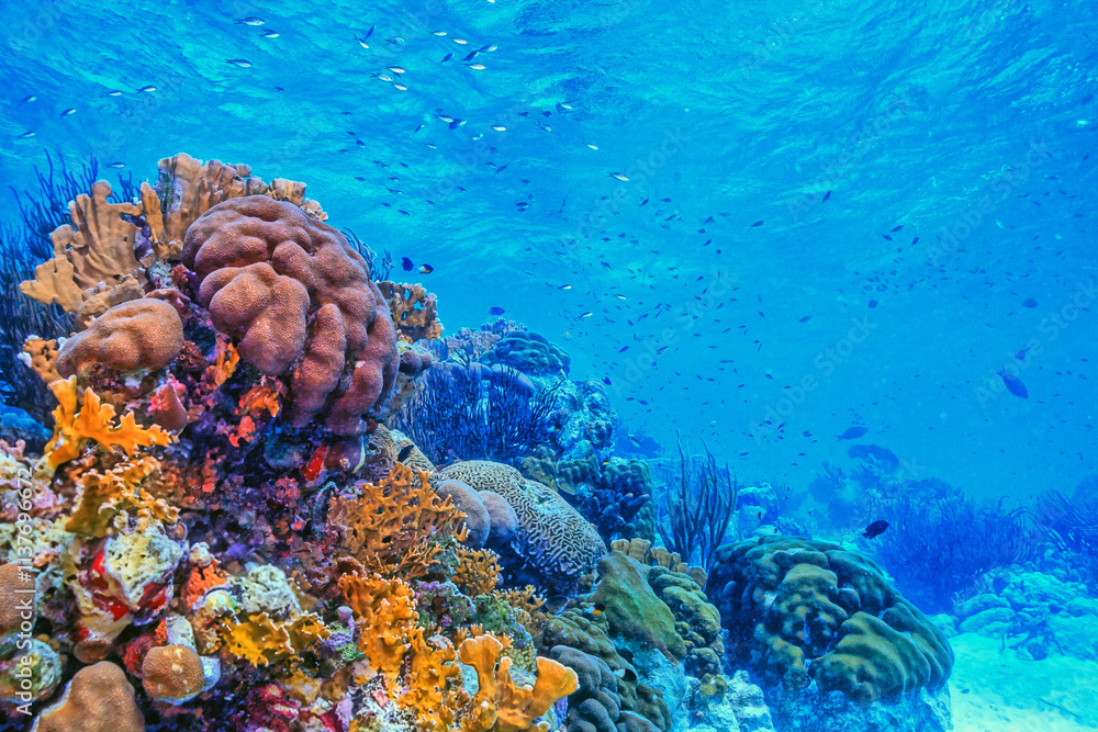 Caribbean coral garden, Roatan