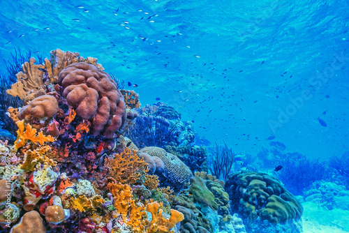Obraz na płótnie Caribbean coral garden, Roatan w salonie