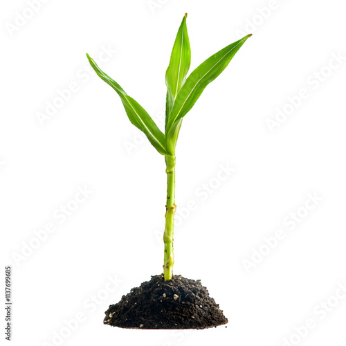 Young green corn stalk isolated on white or transparent background, sprouting plant

