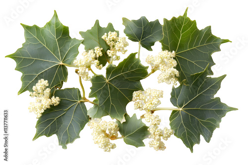 Plane tree, sycamore leaves and flowers placed on white background


