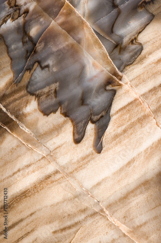 Macro Photograph of Fossilized Araucarioxylon Wood from Arizona