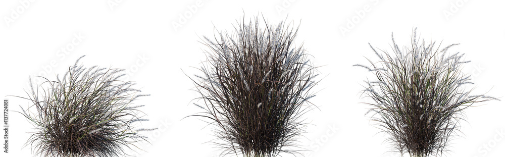 Set of Pennisetum setaceum rubrum (Purple Fountain Grass) isolated png on a transparent background perfectly cutout high resolution Set of Pennisetum setaceum rubrum (Purple Fountain Grass) isolated png on a transparent background perfectly cutout high resolution