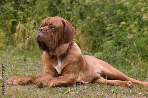 Dogue de Bordeaux