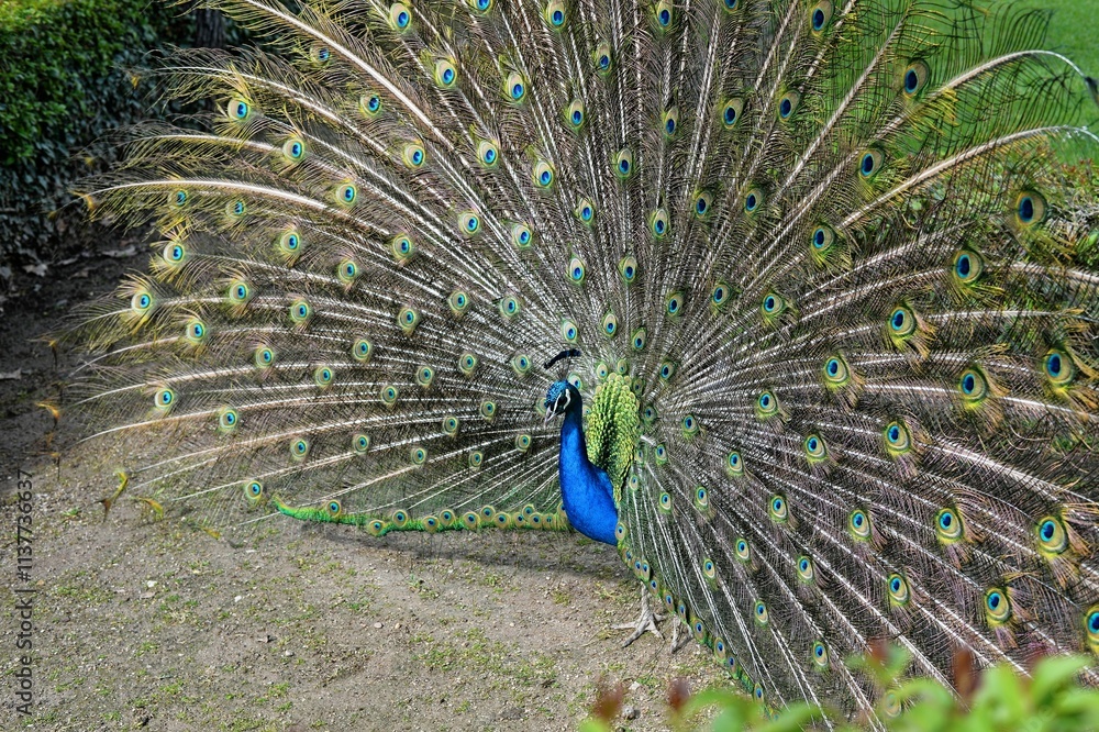 Obraz premium Vibrant peacock displaying its colorful feathers in a garden setting.